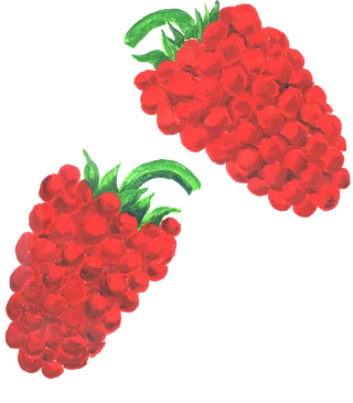 Himbeeren pflücken in Hassel