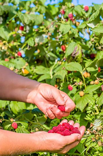 Heidelbeeren & Himbeeren selbst pflücken in Hassel bei Rotenburg