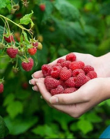 Himbeeren und Heidelbeeren selbst pflücken in Hassel